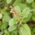 Basilic sacré de Thaïlande - Tulsi