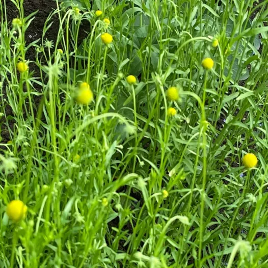 Cephalophora aromatica ou Plante ananas