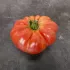 Tomate rouge Gloire de Wilrijk