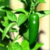 Piment Jalapeño