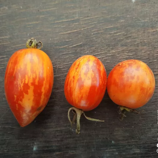 Tomate Bonbon de Gembloux - CTHGx