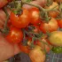 Tomate Bonbon de Gembloux - CTHGx