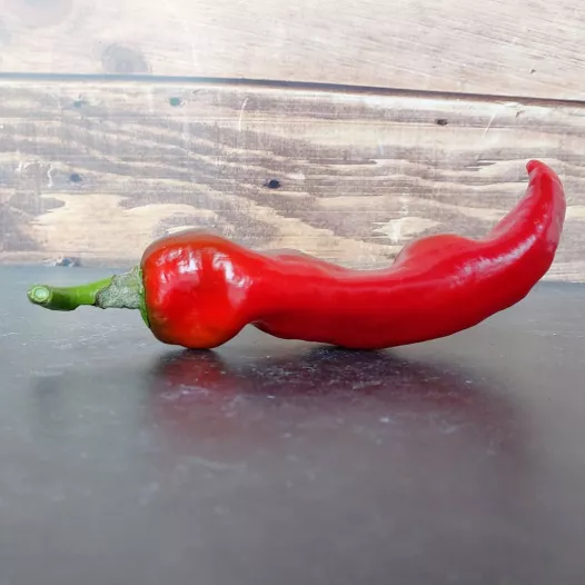 Paprika Corno di toro rood