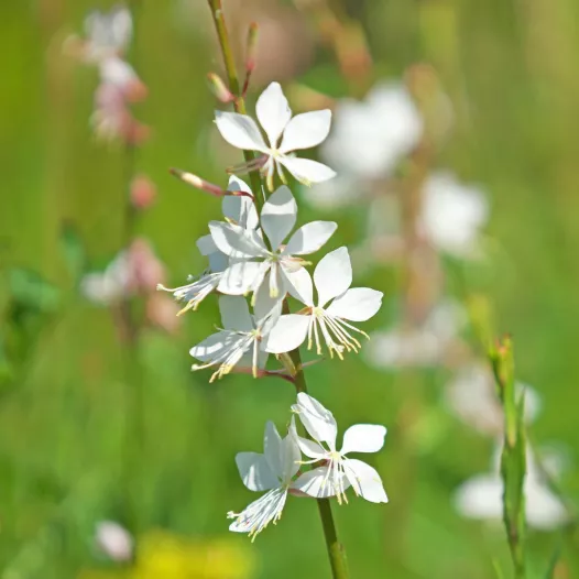 Gaura blanc Lindheimeri