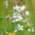 Gaura blanc Lindheimeri