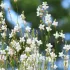 Gaura blanc Lindheimeri