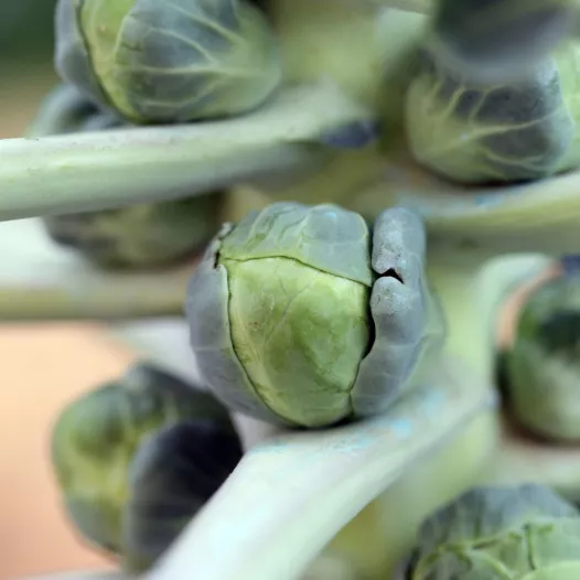 Chou de Bruxelles De Rosny