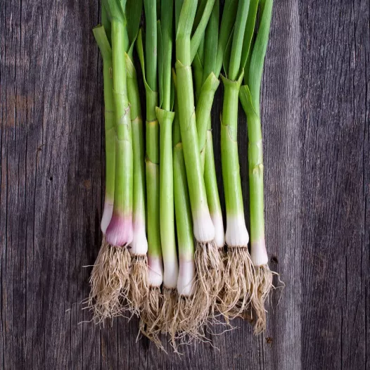 Poireau d'hiver de Malines - Botte de 25 plants à repiquer