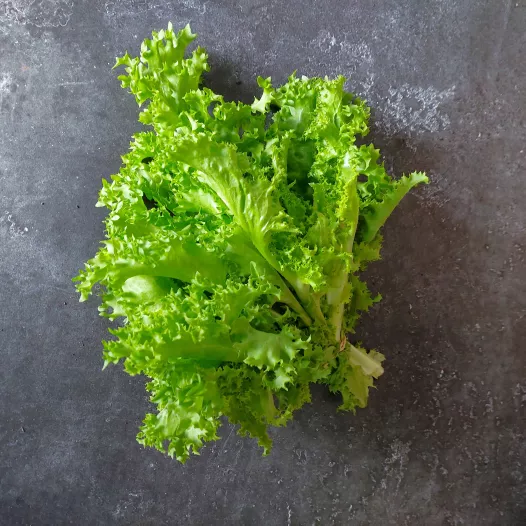 Chicorée frisée "Endivette"