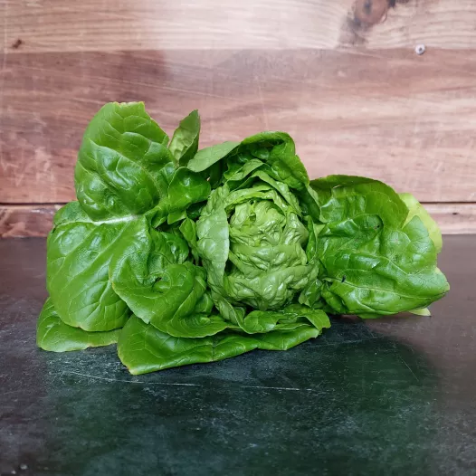 Laitue pommée d'été Sucrine