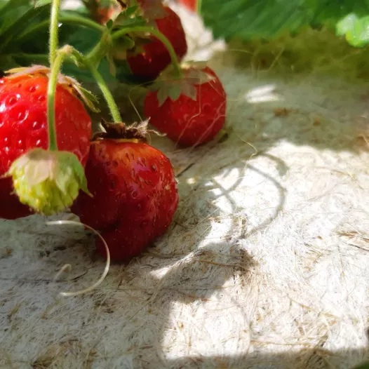 Rol hennepmulch voor aardbeien,... 5m x 0,56m