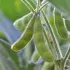 Soja Edamame Chiba Green