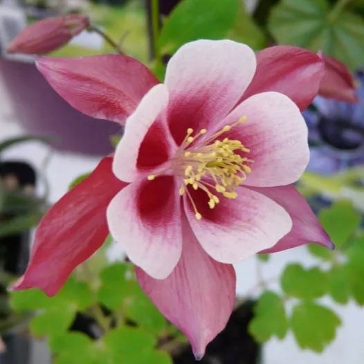 Ancolie des jardins - Fleurs - Semailles