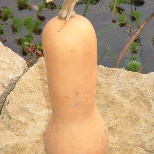 Muskaatpompoen Butternut