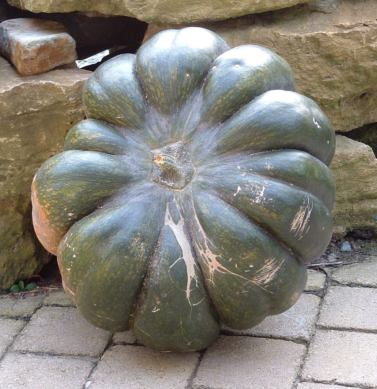 Courge musquée d’Hiver de Provence