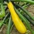 Courgette Jaune "Gold Rush"