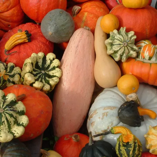 Courges en mélange