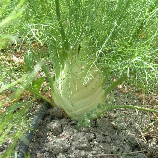 Fenouil doux précoce d'été