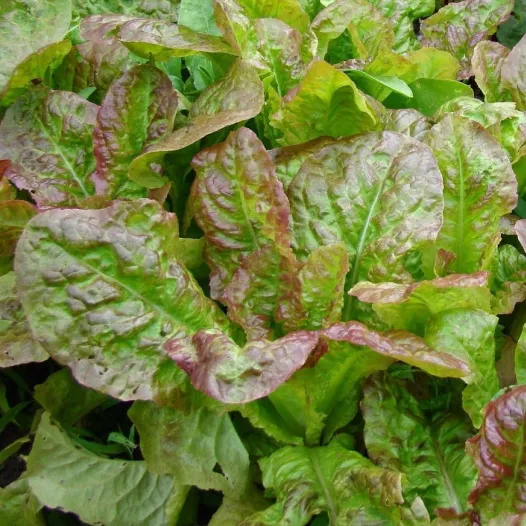 Laitue à couper Frisée d'Amérique