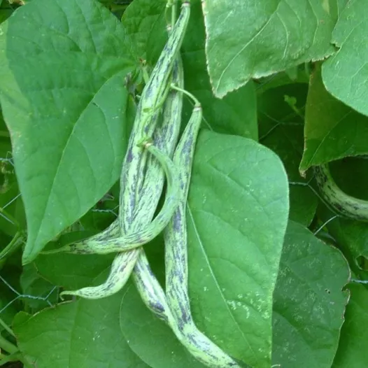 Haricot à rames mangetout Vigneronne