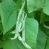 Haricot à rames mangetout Vigneronne