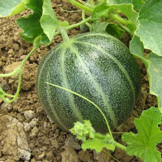 Melon Noir des Carmes