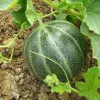 Melon Noir des Carmes