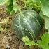 Melon Noir des Carmes