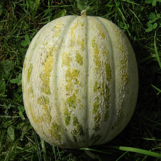 Melon de St Memmie