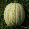 Melon de St Memmie