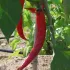 Paprika  Long des Landes