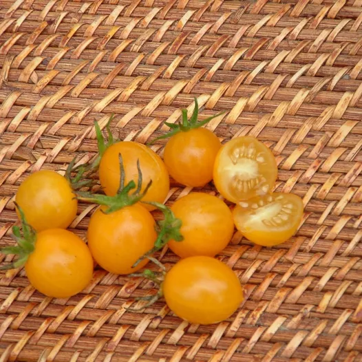 Tomate cerise Jaune Cocktail Clémentine