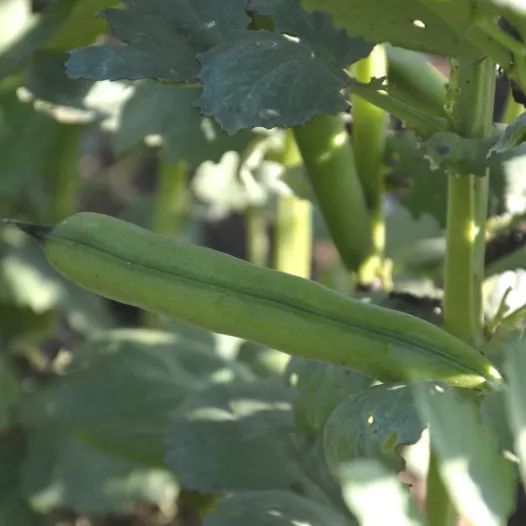 Tuinboon Lange uit België