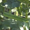 Tuinboon Lange uit België