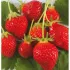 Fraisier Cirafine -25 plants- Calibre B