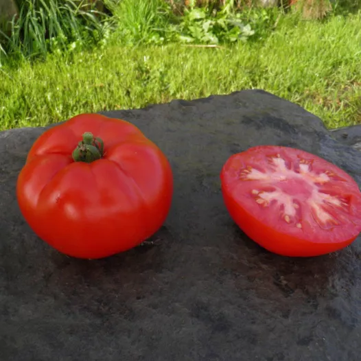 Tomate rouge de Namur