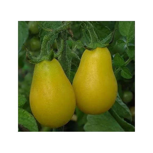 Tomate cerise Yellow Submarine