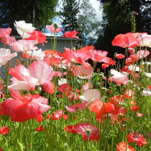 Coquelicot des jardins