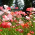 Coquelicot des jardins