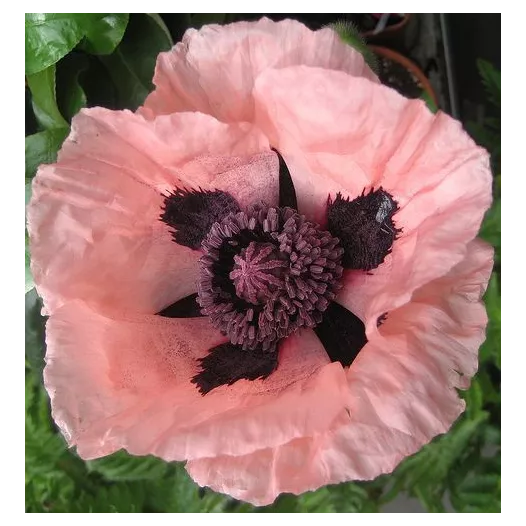 Papaver enkele roze