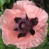 Papaver enkele roze