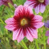 Salpiglossis gemengd