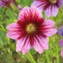 Salpiglossis gemengd