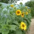 Tournesol Multiflore