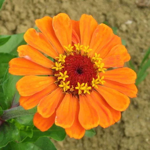 Zinnia à grandes fleurs