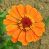 Zinnia à grandes fleurs