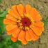 Zinnia grote bloemen