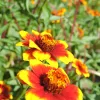 Zinnia Tapis Persan