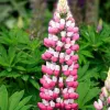 Lupine Gemengd