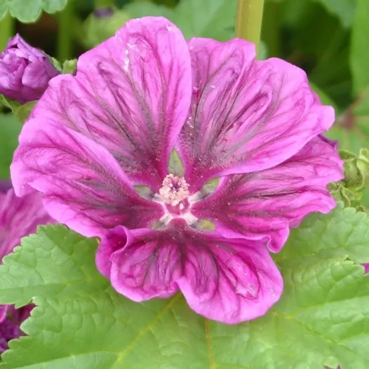 Kaasjeskruid (Malva)